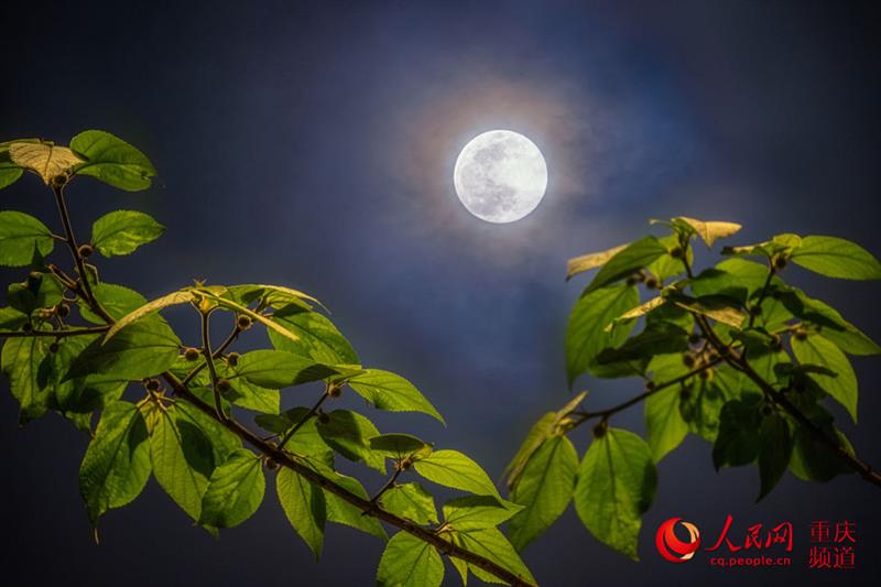 月是故鄉明，這一輪明月勾起了你的思念嗎？（攝于重慶渝中）。 戴建峰攝 