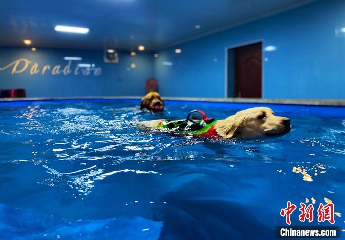 圖為寄養犬在寵物莊園的游泳池游泳。 張瑋 攝