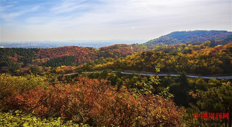北望山楓葉紅了.jpg