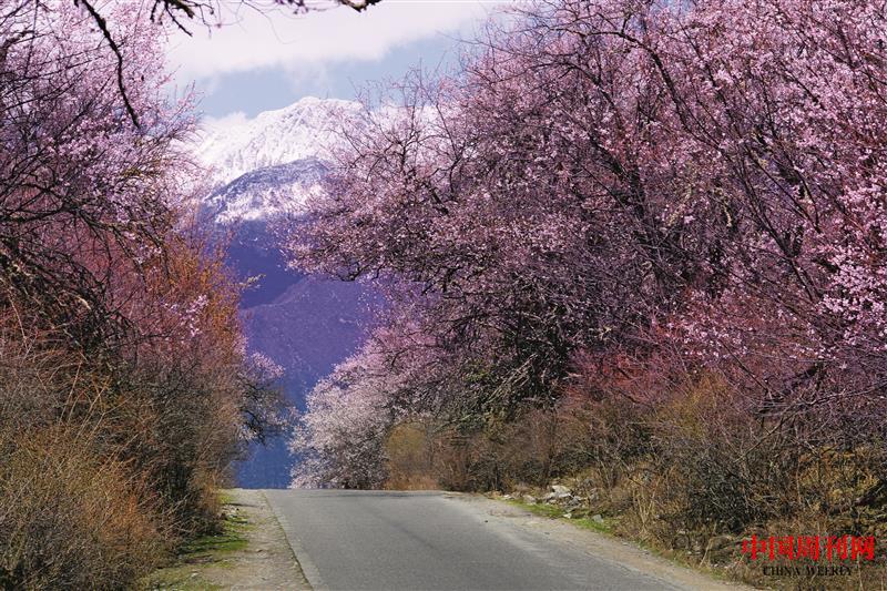 攝圖網_500828826_西藏林芝桃花公路（企業商用）.jpg