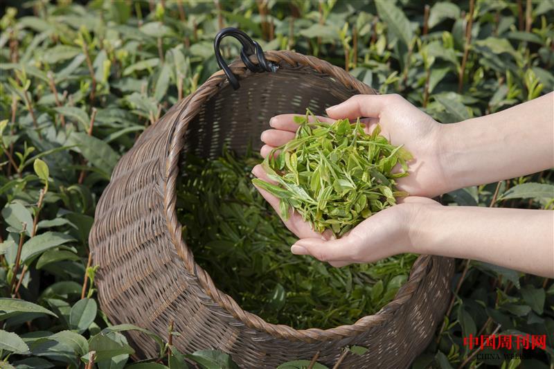 攝圖網_501604303_茶園姑娘手捧新茶手部特寫(企業商用).jpg
