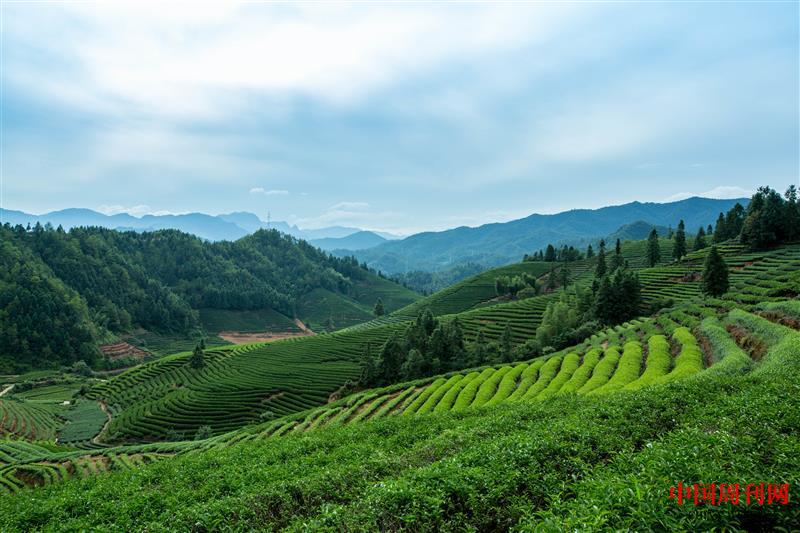 攝圖網_500746899_武夷山風光茶田(企業商用).jpg