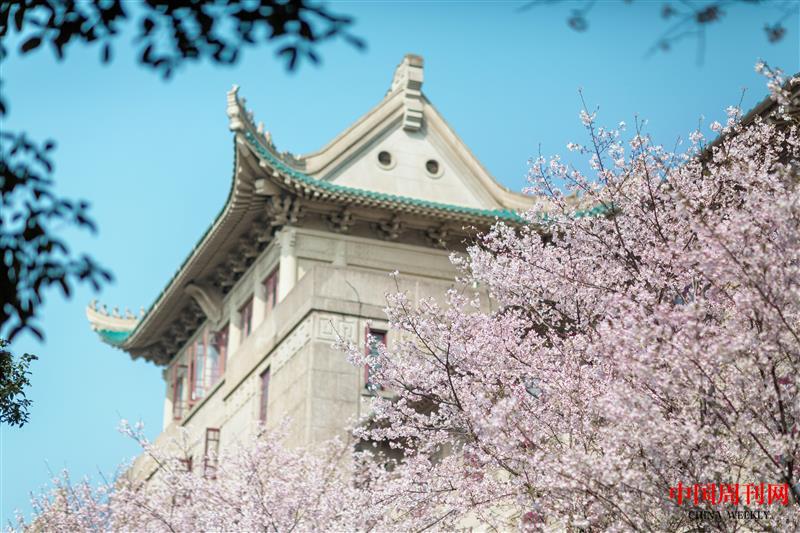 攝圖網(wǎng)_501741850_武漢大學櫻花(企業(yè)商用).jpg