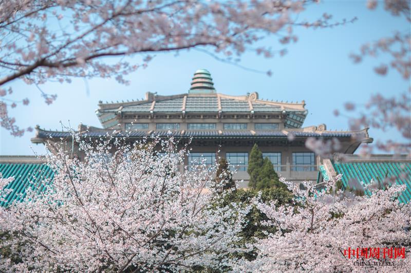 攝圖網(wǎng)_501741853_武漢大學櫻花(企業(yè)商用).jpg